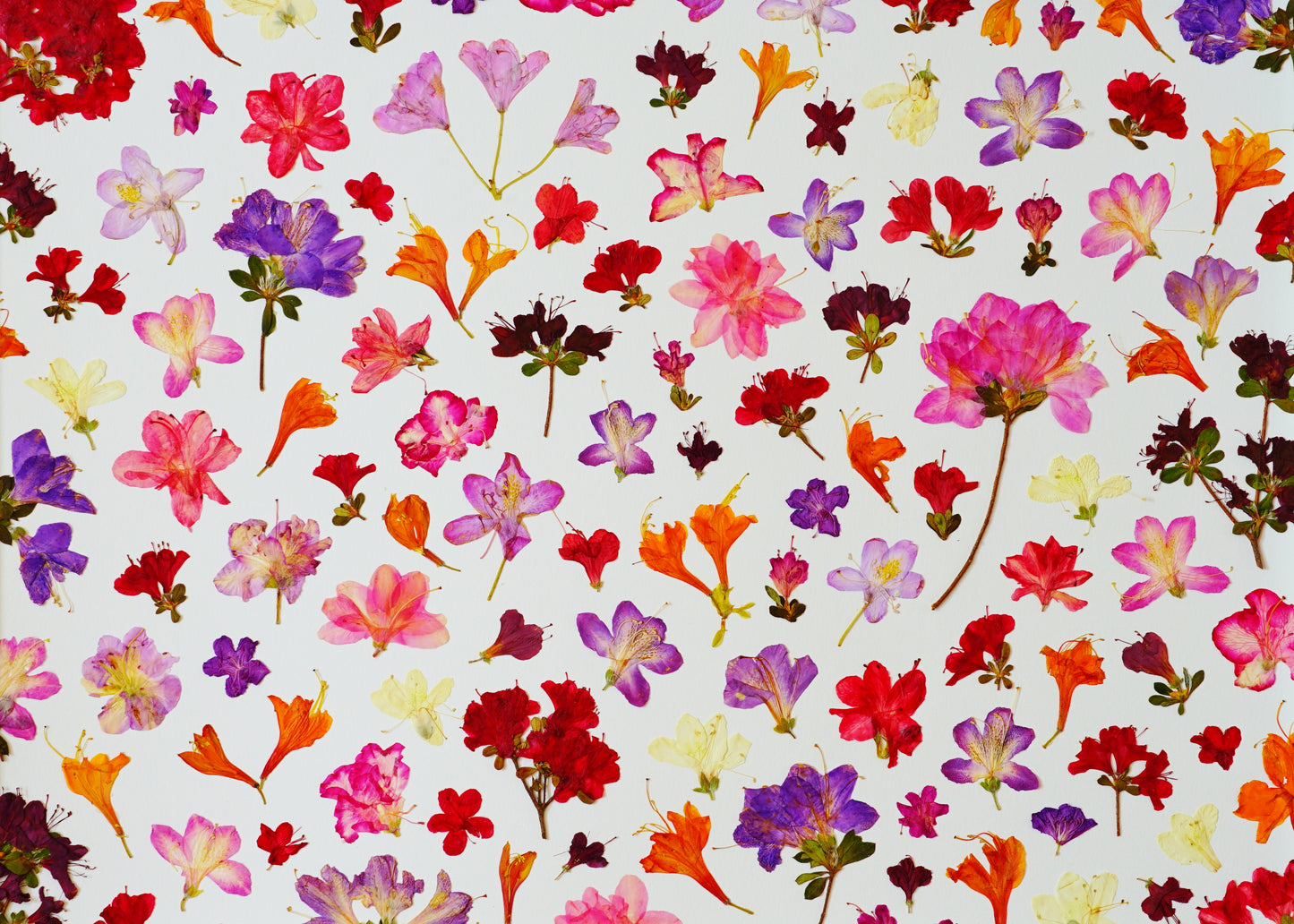 "Azalea Lover" Botanical Art Collage