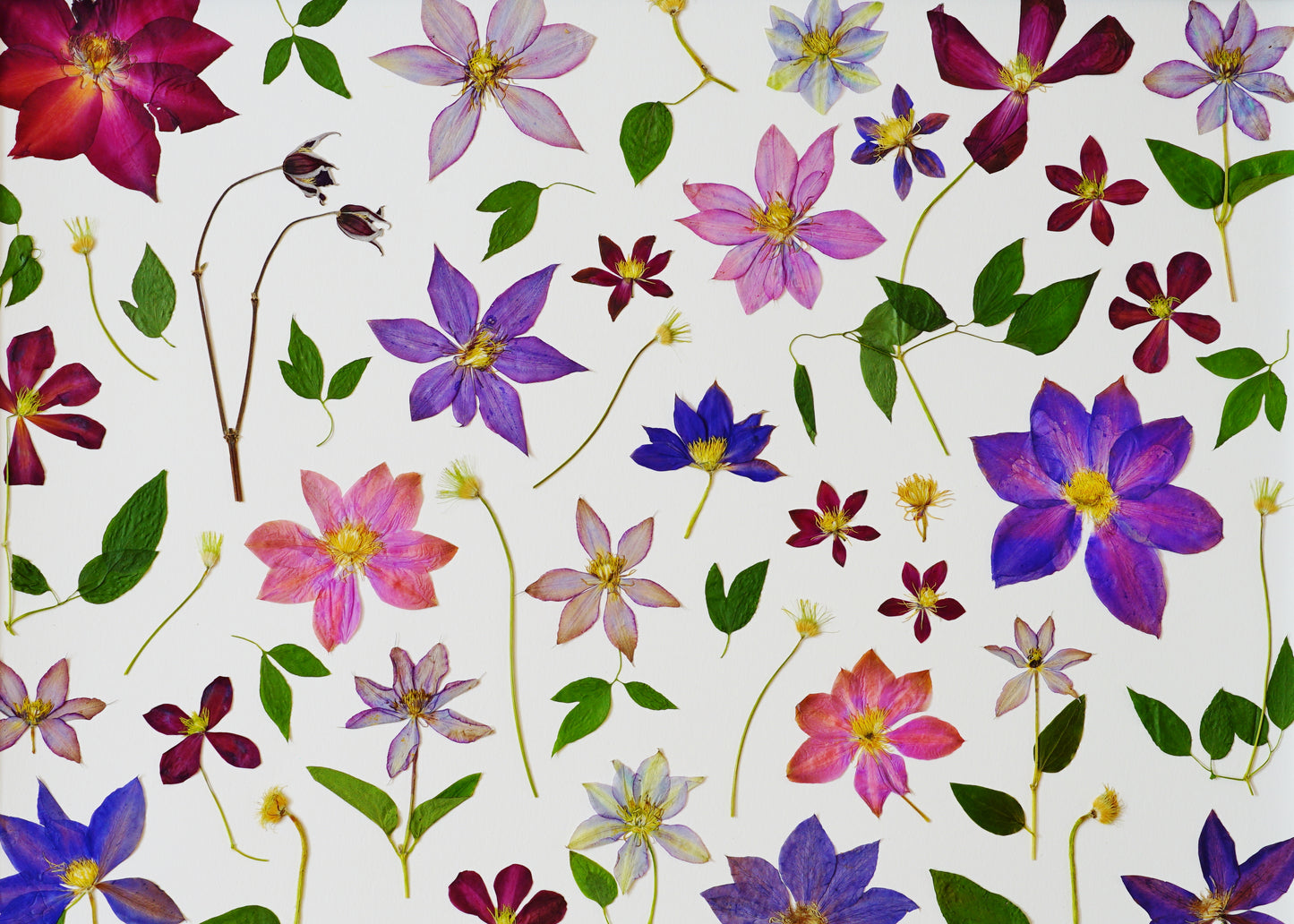"Clematis Lover" Botanical Art Collage