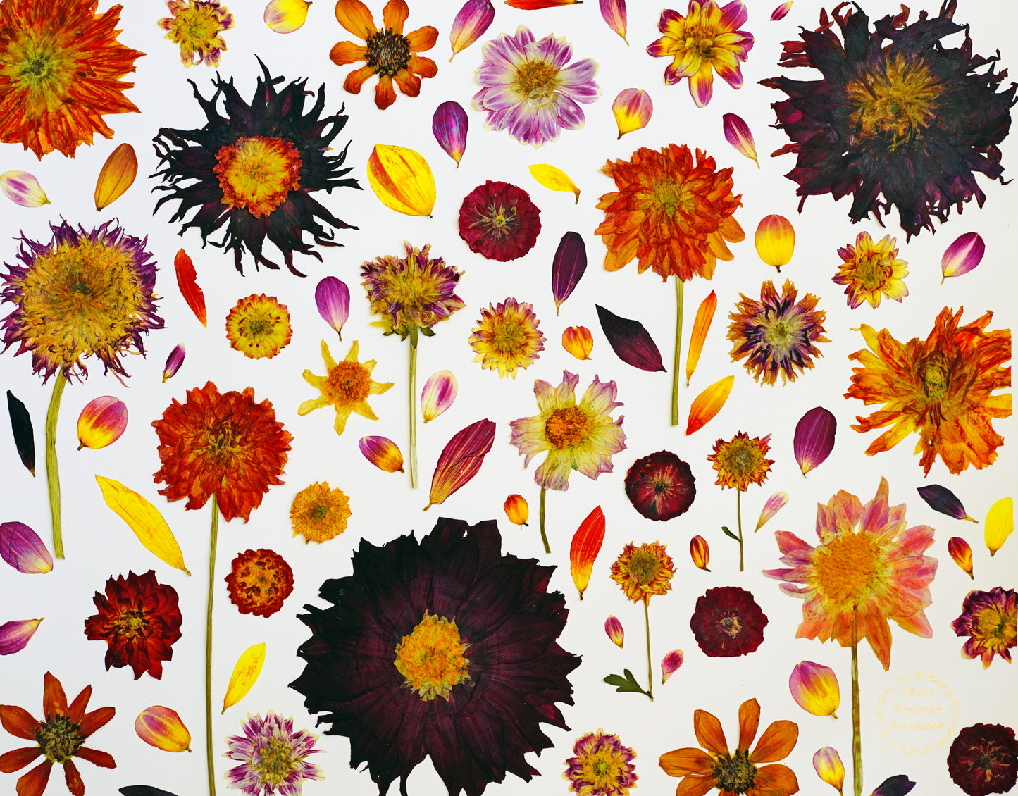 "Dahlia Lover" Botanical Art Collage
