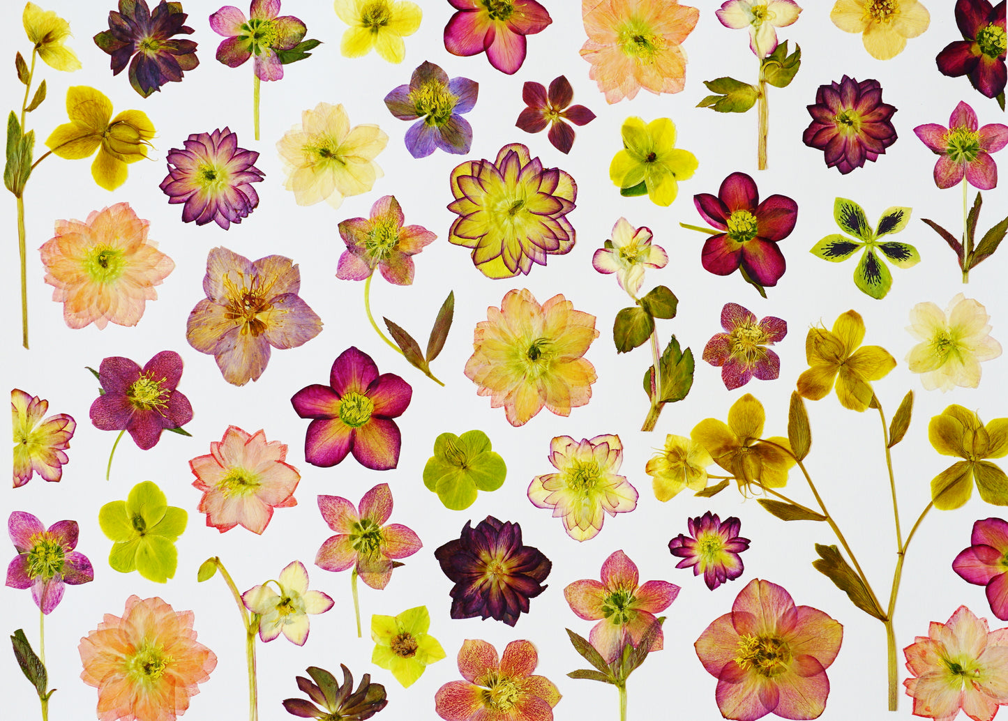 "Hellebore Lover" Botanical Art Collage