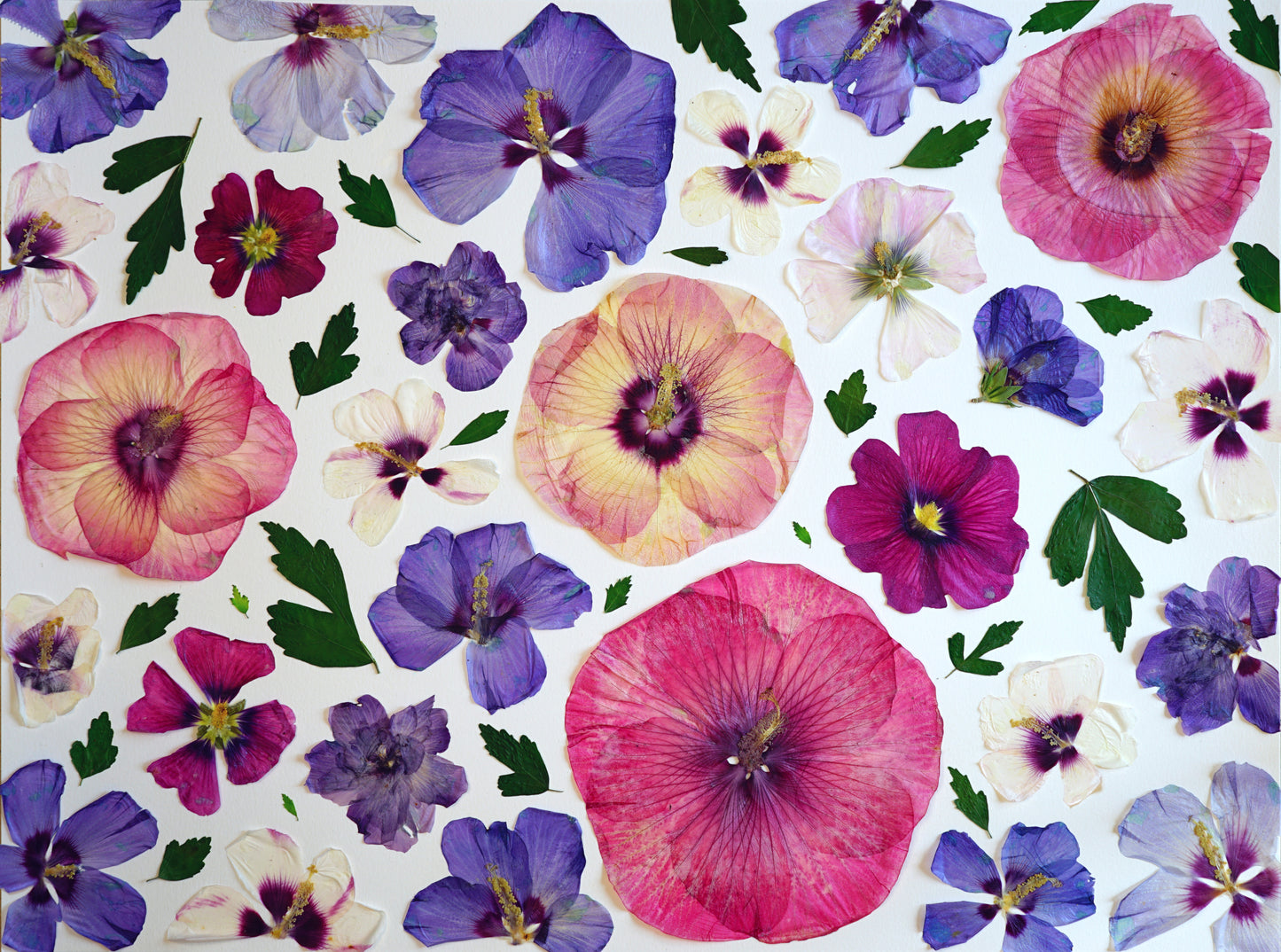 "Hibiscus Lover" Botanical Art Collage