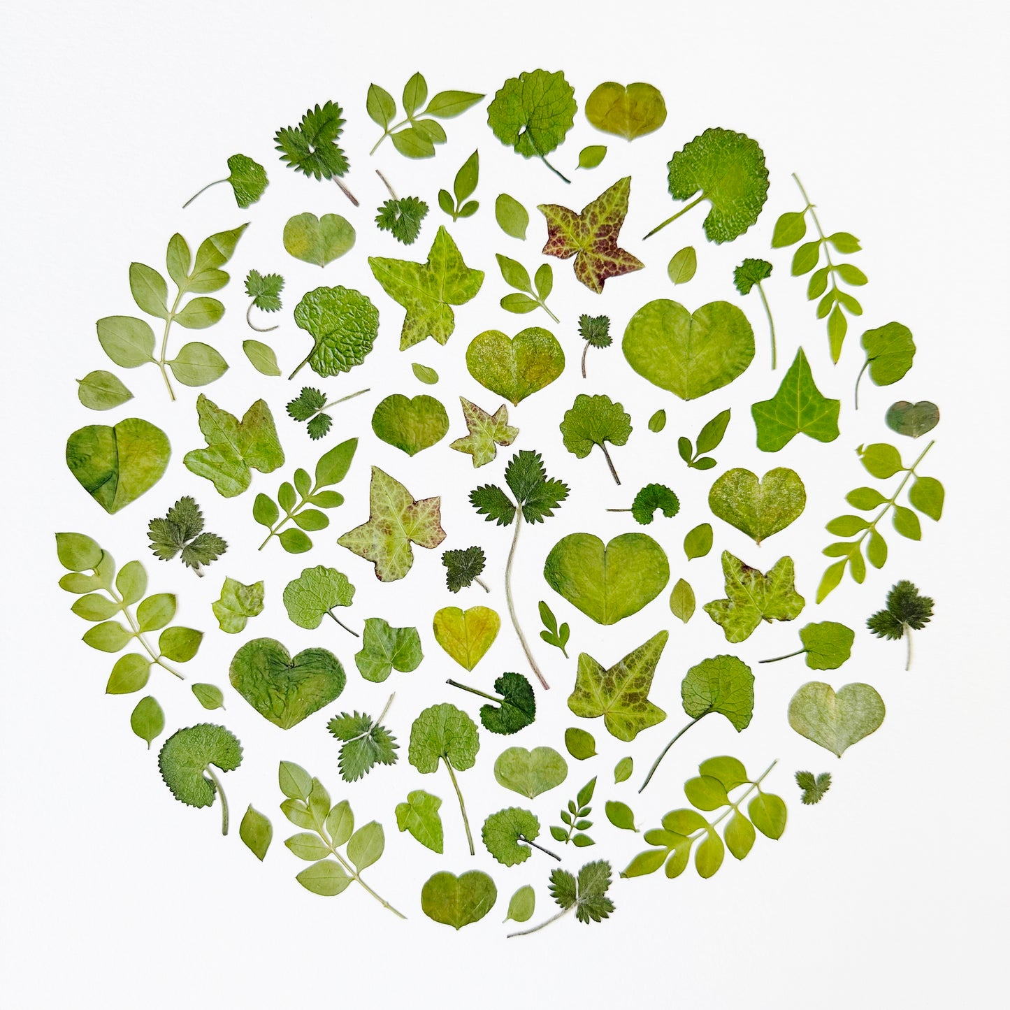 Personalized Pressed Flower Art