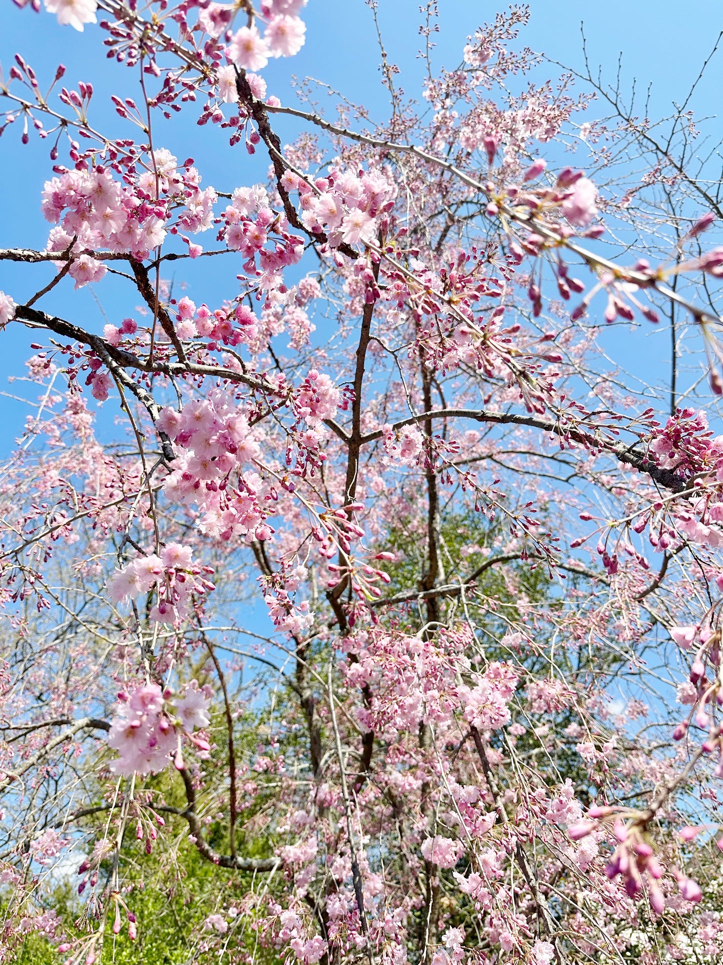Cherry Blossom Hair Pins (Set of 2)