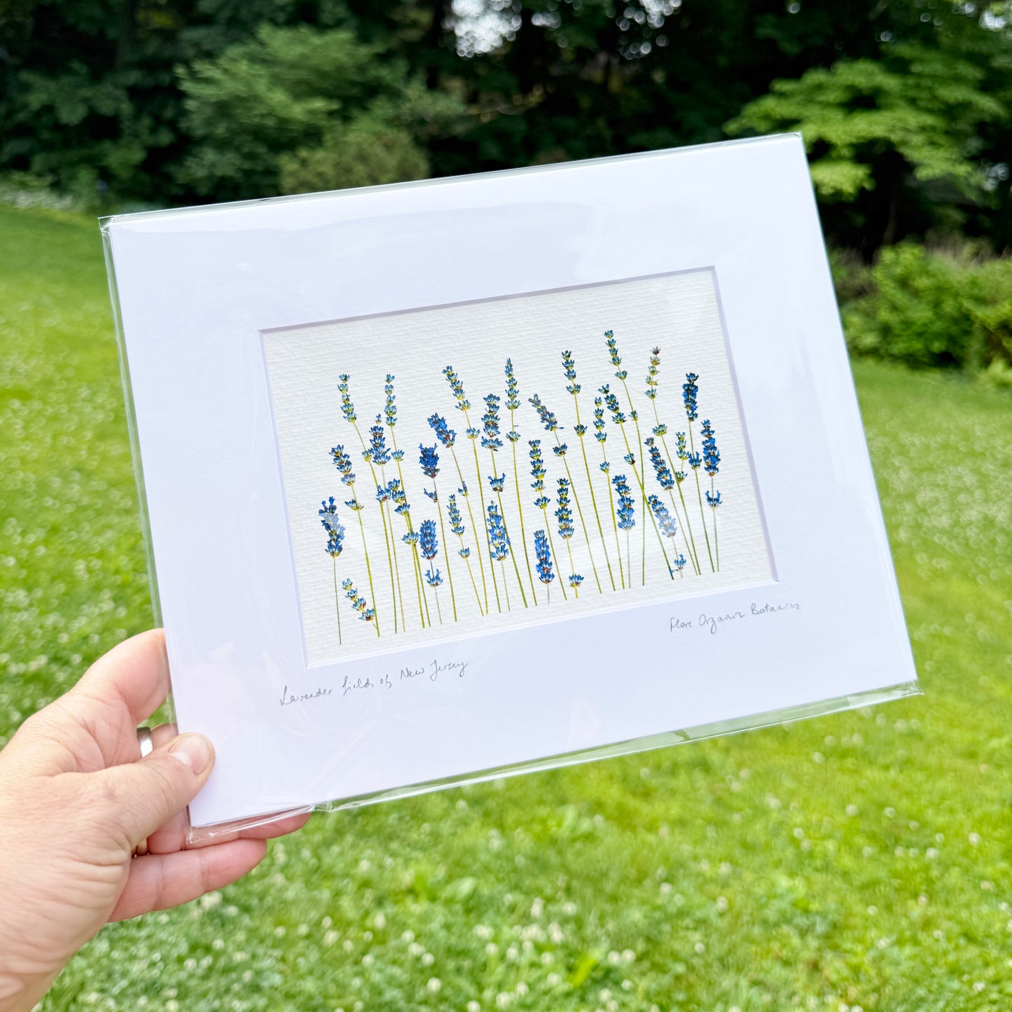 Lavender Fields Matted Print