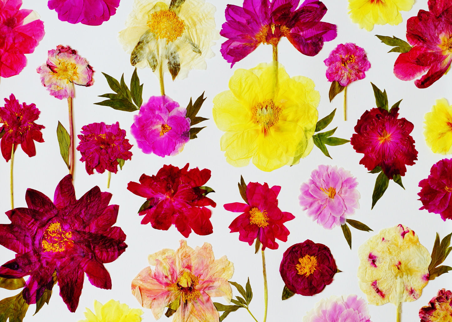"Peony Lover" Botanical Art Collage