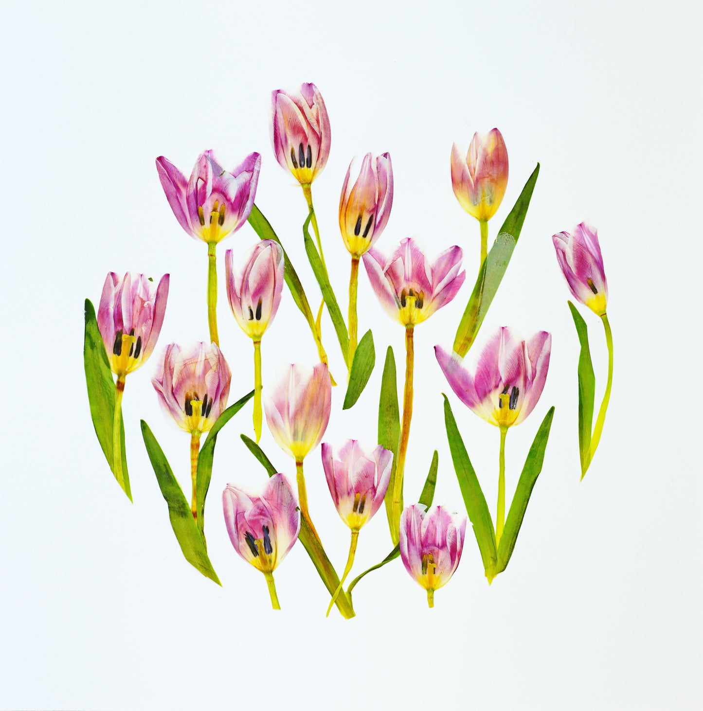 Personalized Pressed Flower Art