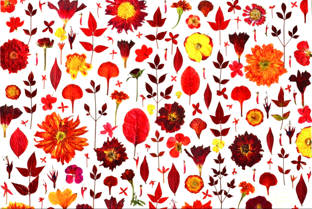 "La Vie en Rouge" Botanical Art Collage