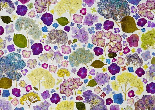 "Hydrangea Lover" Botanical Art Collage