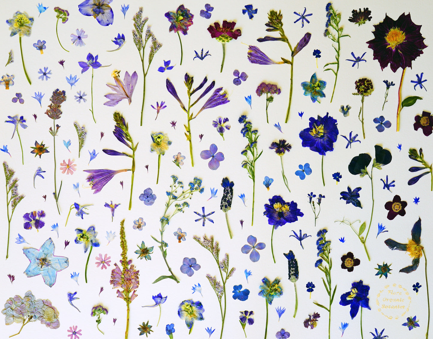 "La Vie en Bleu" Botanical Art Collage