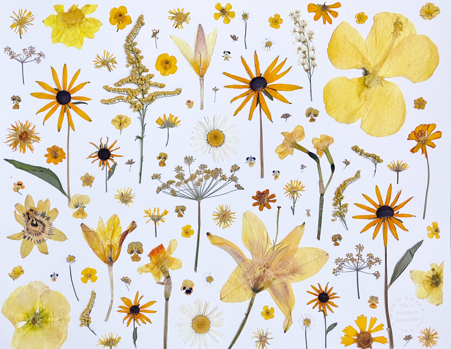 "La Vie en Jaune" Botanical Art Collage