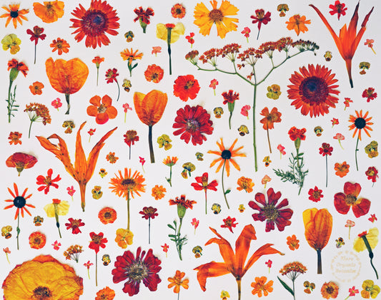 "La Vie en Orange" Botanical Art Collage