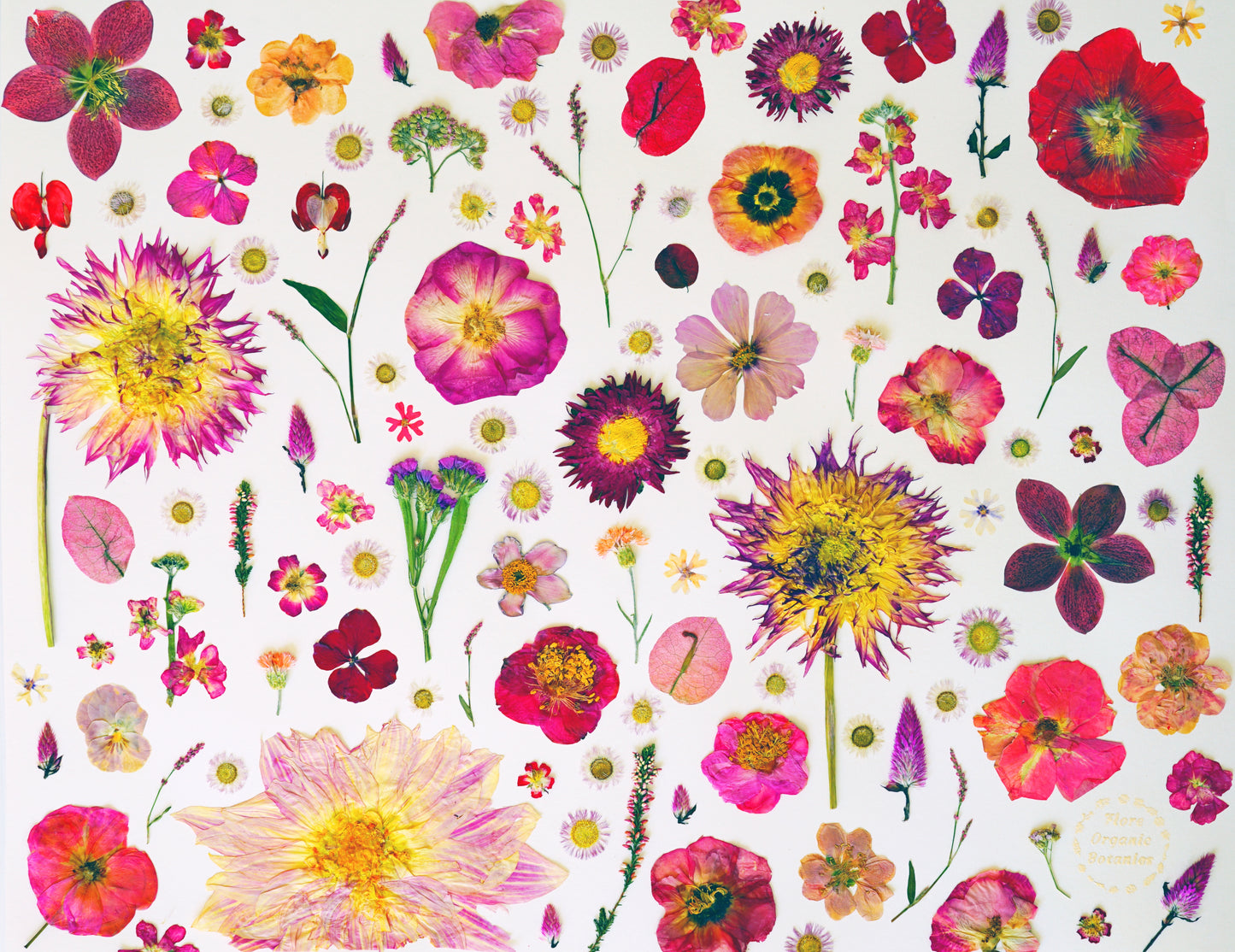 "La Vie en Rose" Botanical Art Collage