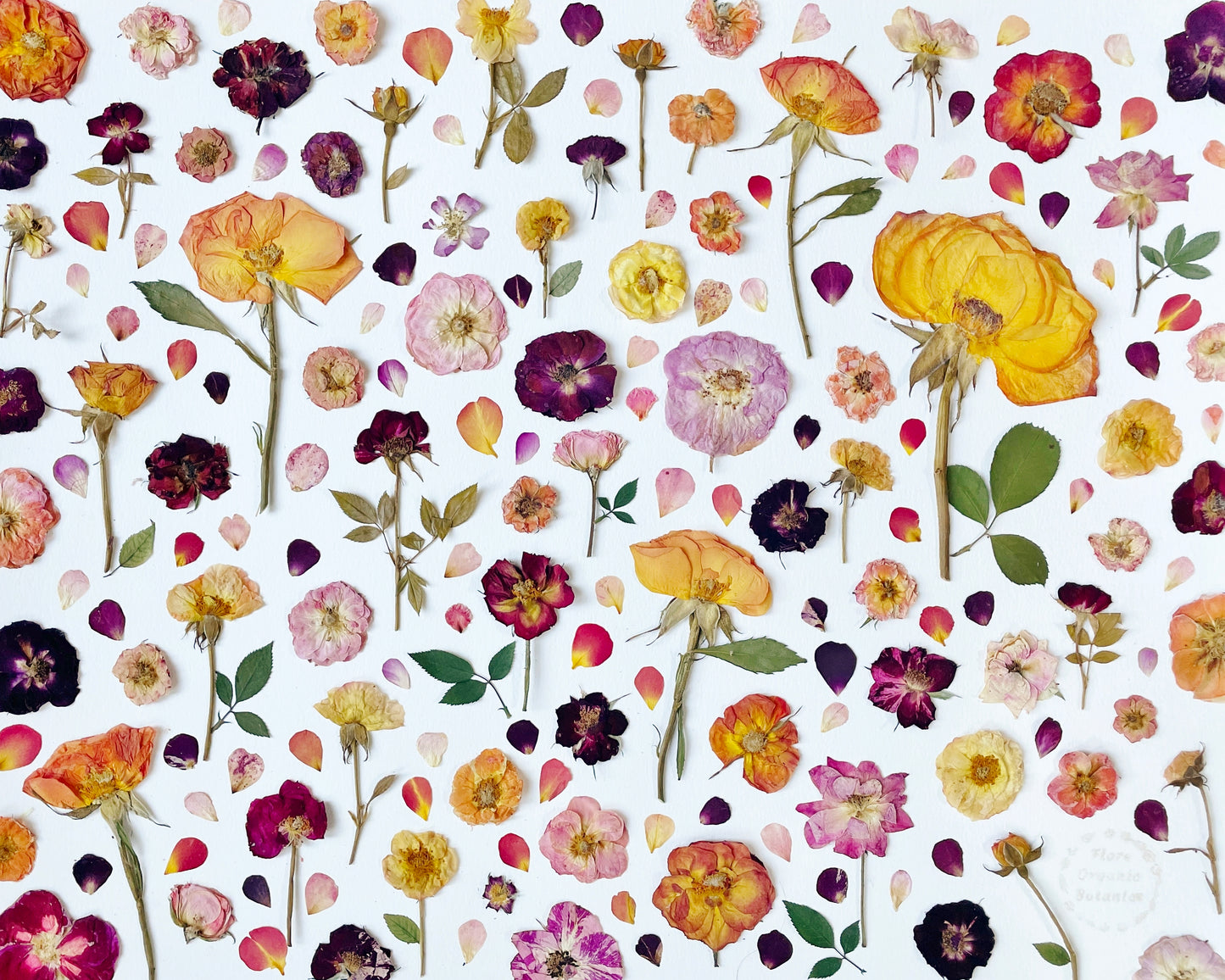"Rose Lover" Botanical Art Collage