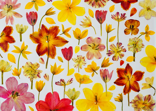 "Tulip Lover" Botanical Art Collage